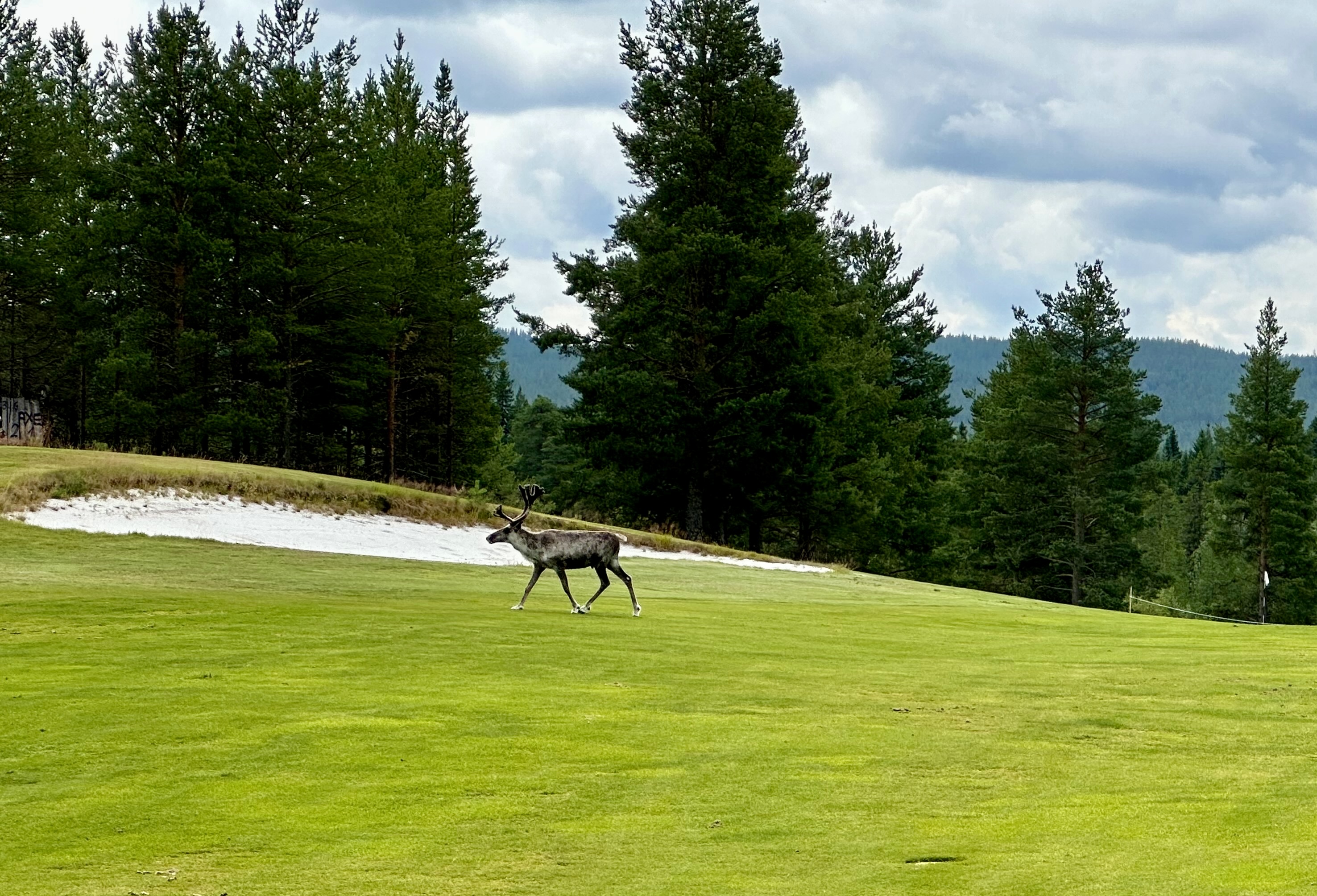 Vanlig syn på golfbanan i Idre.